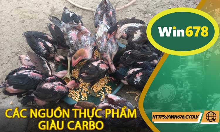 Các Nguồn Thực Phẩm Giàu Carbo Trong Cách Nạp Carbo Cho Gà Đá