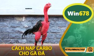 Cách Nạp Carbo Cho Gà Đá