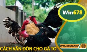Cách vần đòn cho gà tơ