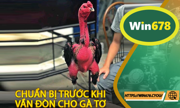 Chuẩn Bị Trước Khi Áp Dụng Cách Vần Đòn Cho Gà Tơ