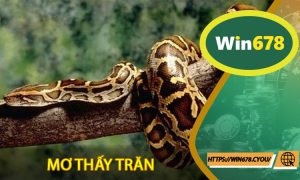 Mơ thấy trăn